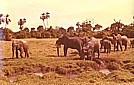 KENIA 1971_Elefanten im 'Tsavo-Nationalpark'_Jochen A. Hbener 