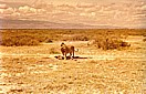 KENIA 1971_im 'Amboseli Nationalpark _Lwe mit gerade gerissenem Gnu_Jochen A. Hbener