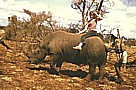KENIA 71_eine wagemutige Freundin auf einem nicht ganz wilden Nashorn_besonders lustig ist das Auf- und Absteigen ... allein die Vorstellung, das Nashorn hätte mal einen schlechten Tag, z.B. Zahnschmerzen oder ... besser noch ... müte mal ordentlich pupen oder der 'Ranger' wrde sich zu fest am Schwanz des Nashorn festhalten ... 