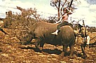 KENIA 71_eine wagemutige Freundin auf einem nicht ganz wilden Nashorn_besonders lustig ist das Auf- und Absteigen ... allein die Vorstellung, das Nashorn hätte mal einen schlechten Tag, z.B. Zahnschmerzen oder ... besser noch ... müte mal ordentlich pupen oder der 'Ranger' wrde sich zu fest am Schwanz des Nashorn festhalten etc., hihihi ... 