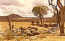 TANSANIA 1971_in der SERENGETI_Jochen A. Hbener