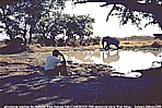 1986_CAMEROON_Waza National Park_meeting elephants_relaxing hours_that was the last photo of this trip, because I had a bad accident in East Cameroon close to the border to 'Central African Republic'_ I broke my ankle, came to a horrible bush-hospital with incomprehensible hygienic conditions_by radio message  I reached the German Embassy_after two bad days staying in that 'hospital' they send a small plane, which picked me up, took me to Douala_the German and the French Ambassador visited me in the hospital of Douala and in two days they organized -as I had to lie in the plane-  three places on a Lufthansa-Flight to Frankfurt_Jochen A. Hbener