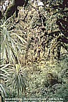 1992_UGANDA_RUWENZORI mountain range_native tropical rainwood_like a primeval world_what nature_Jochen A. Hbener