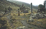 1990_MOUNT KENYA_wonderful flora, giant plants