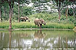 1991_ZIMBABWE_many elephants_often very close