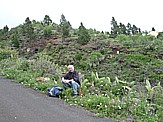 Hermann, am Strassenrand relaxend, auf einen "lift" wartend ... im Nordwesten v. 'LA PALMA'