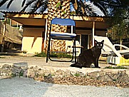 Katzenmutter 'Artista' auf dem Gelnde der 'casa Jochen' in Todoque, Isla LA PALMA, Januar 2010 