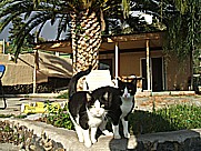 gatitas 'Mas-blanca' und 'Menos-blanca' auf dem Gelnde der 'casa Jochen' in Todoque, Isla LA PALMA, Januar 2010