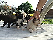 ... die 5 jungen Ktzchen 'Menos-blanca' und 'Tranquilita' (im Vordergrund) sowie 'Negrito', 'Tranquilito' und 'Negrita' (im Hintergrund) machen Jochen den Liegestuhl streitig_auf dem Gelnde der 'casa Jochen' in Todoque, Isla LA PALMA 2009