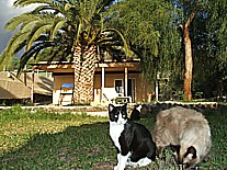 gatitos 'Menos-blanca', 'Mas-blanca' und 'Tranquilito' auf dem Gelnde der 'casa Jochen' in Todoque, Isla LA PALMA, Januar 2010