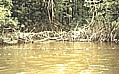 ... prchtige Dschungel-Flora und -Fauna_hier: eine Vielzahl von Papageien_ORINOCO-Delta, VENEZUELA 1984_Jochen A. Hbener