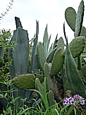 'El Tablado', Vegetation an der wilden, windigen Nordkste