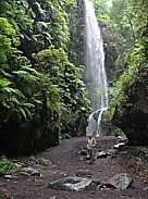 Die 'cascada de los Tilos' (Wasserfall von Los Tilos, Nhe Los Sauces), Attraktion im 'Barranco del Agua', mit Riesenfarnen, Efeugirlanden, eine ppige, urwaldartige Flora im Nordosten La Palmas, in einem Gebiet, wo sich die grssten Bestnde des ursprnglichen Lorbeerwaldes 'La Palmas' befinden_hier: Jochen wandert durch prchtige Natur